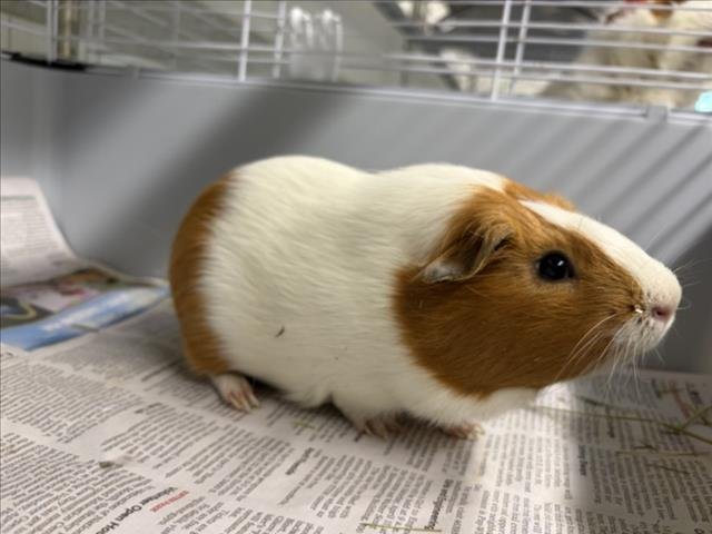 BUGSY Image