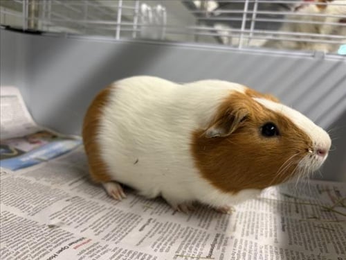 BUGSY - Guinea Pig available for adoption