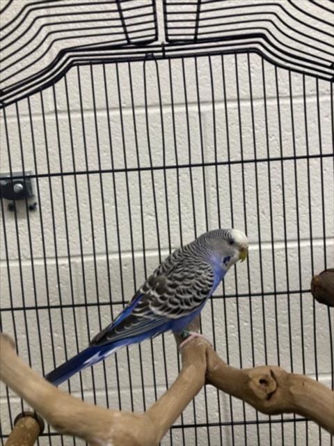 AZURE