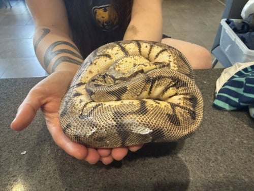 BAGEL - Snake available for adoption