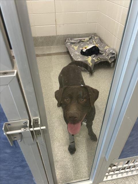 BROWNIE - Labrador Retriever available for adoption