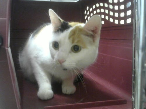 JULIETTE - Domestic Short Hair available for adoption