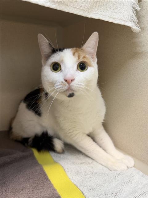 JULIETTE - Domestic Short Hair available for adoption