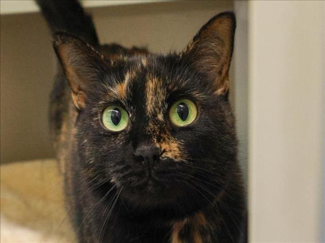 FRANCESCA - Domestic Short Hair available for adoption