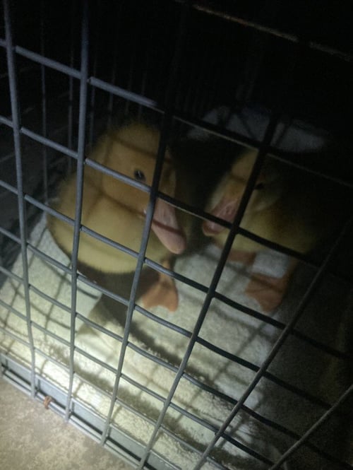 CHEESE - Duck available for adoption