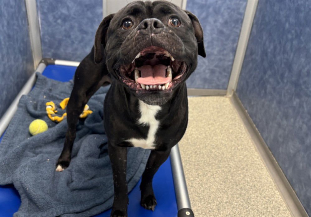 CAM - Pit Bull Terrier / Pug available for adoption