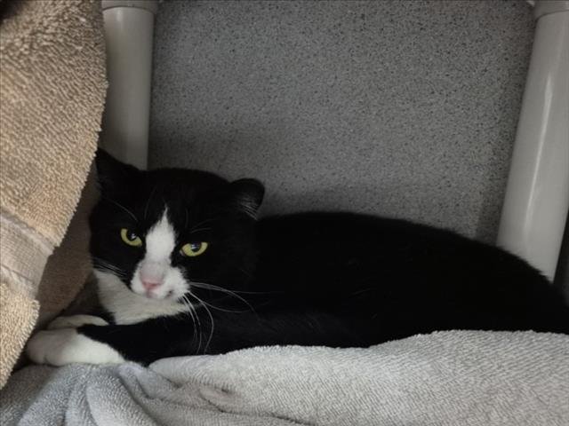 FOREST - Domestic Short Hair available for adoption