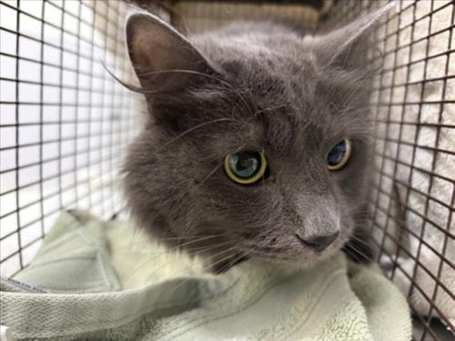 STORMY - Domestic Long Hair available for adoption