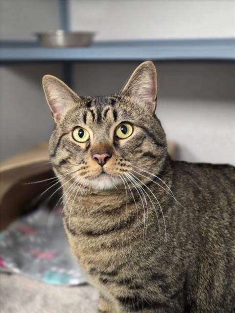 BEAR - Domestic Short Hair available for adoption