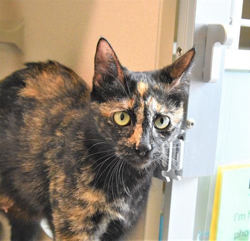 STAR BUTTERFLY - Domestic Medium Hair available for adoption