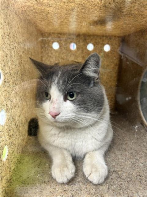 ASPEN - Domestic Short Hair available for adoption