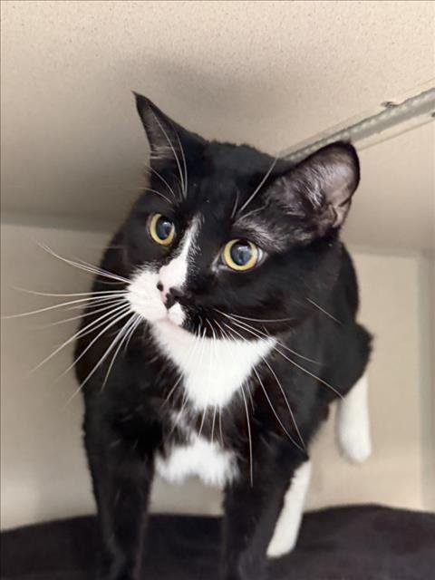 OBI - Domestic Short Hair for adoption in Fort Collins