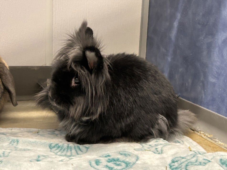 SOPHIA - Longhaired Rabbit available for adoption