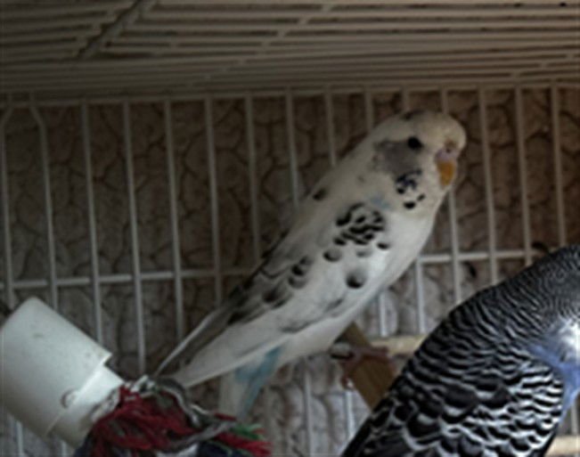 PICO - Parakeet - Other available for adoption