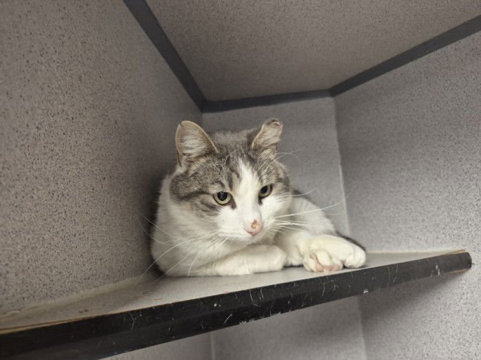 SALTS - Domestic Short Hair available for adoption