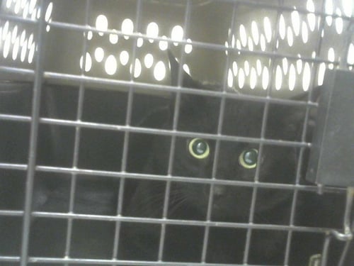 BUDDY - Domestic Short Hair available for adoption