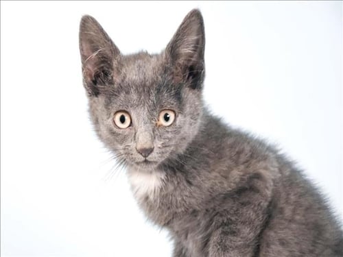 SILVIA - Domestic Short Hair for adoption in Fort Collins