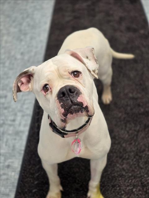 SNOW - American Bulldog available for adoption