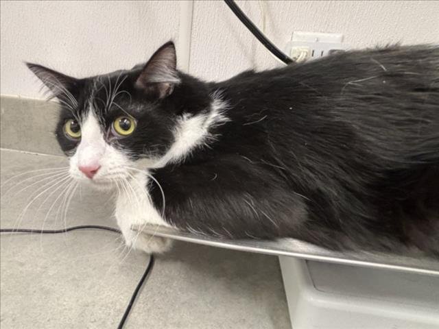 BELLO - Domestic Long Hair available for adoption