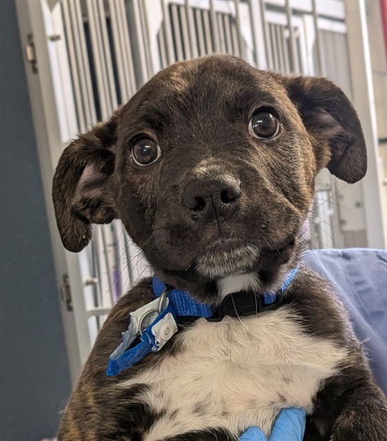 NUKA - Cane Corso Mastiff / Australian Cattle Dog/Blue Heeler available for adoption