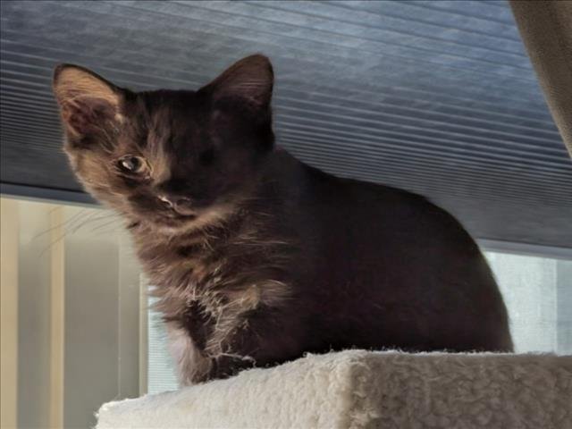 LIL PEPPER BUG - Domestic Medium Hair available for adoption