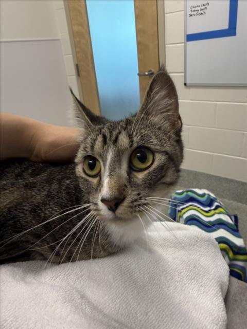 KATIE - Domestic Short Hair available for adoption