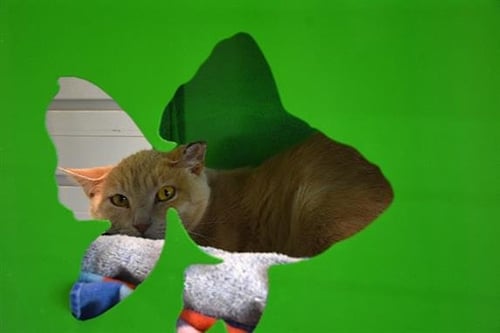 SUGAR - Domestic Short Hair available for adoption