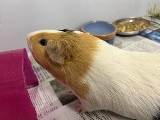GIZMO Image