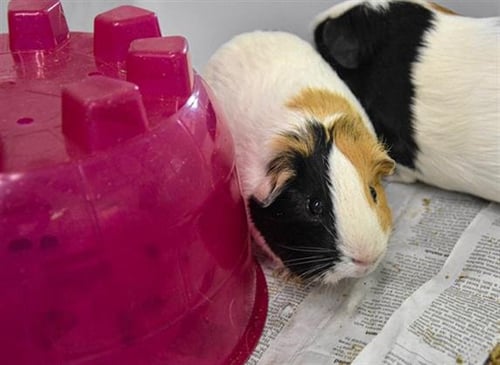 GIZMO - Guinea Pig available for adoption
