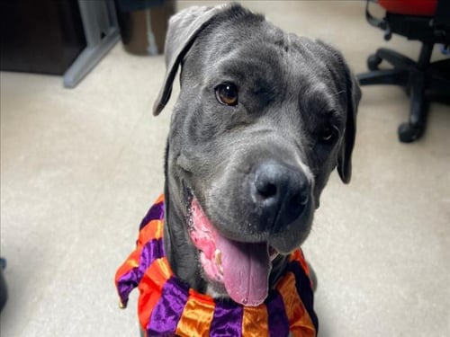 LUNA - Cane Corso Mastiff available for adoption