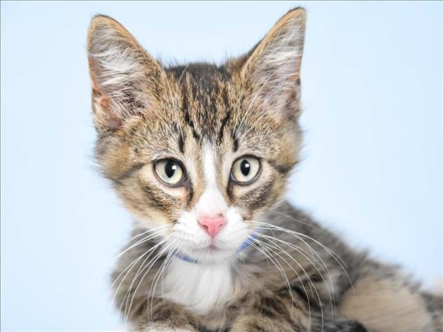 SPONGEBOB - Domestic Short Hair available for adoption