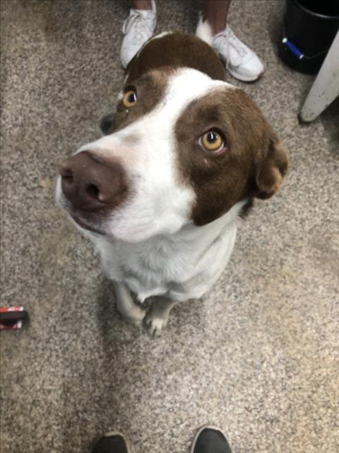 ROMEO - Border Collie available for adoption