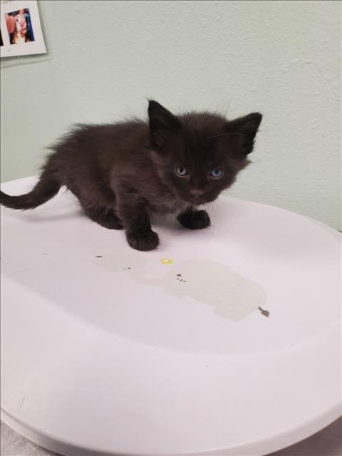CERBERUS - Domestic Short Hair available for adoption