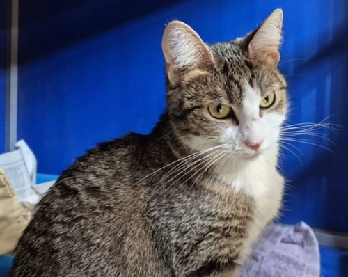 DAWN - Domestic Short Hair available for adoption