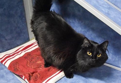 TRIPPER - Domestic Medium Hair available for adoption