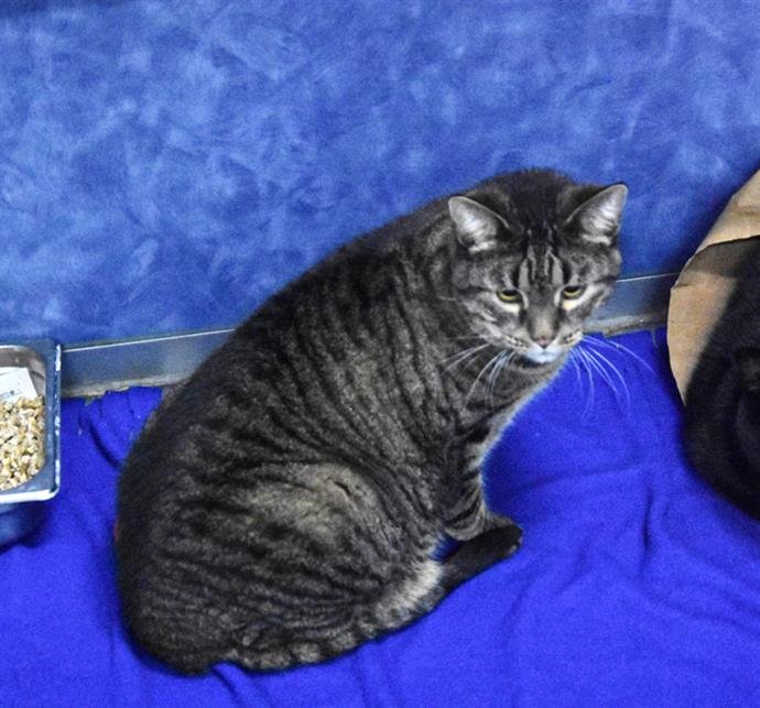 FLINT - Domestic Short Hair available for adoption