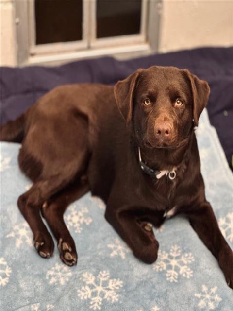 SULLIVAN - Labrador Retriever available for adoption