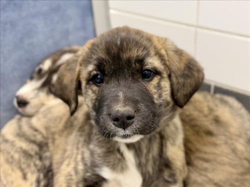 BROOKS - German Shepherd Dog / Labrador Retriever available for adoption