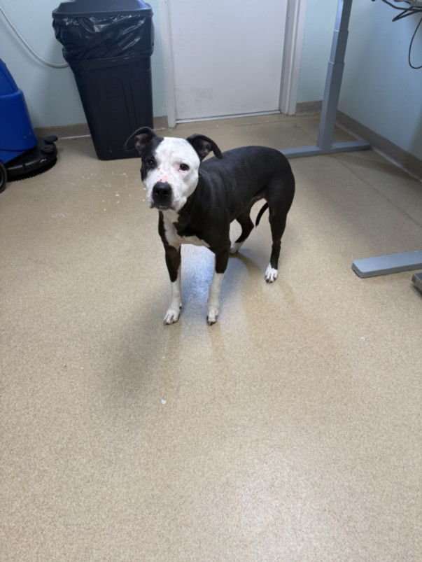 RONA - Pit Bull Terrier available for adoption