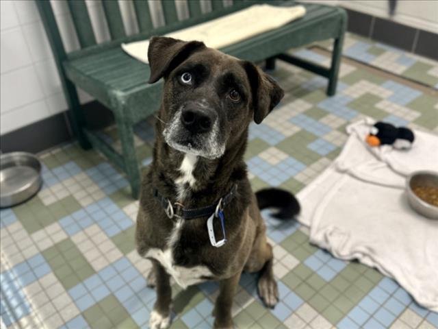RUGER - Labrador Retriever / Siberian Husky available for adoption