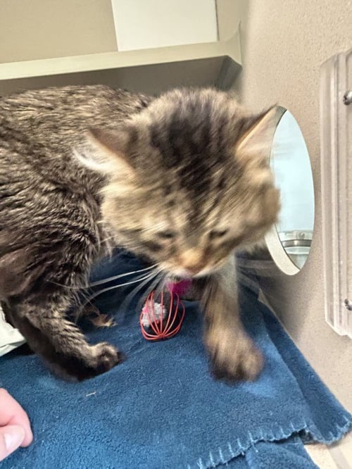 CHASE - Maine Coon available for adoption