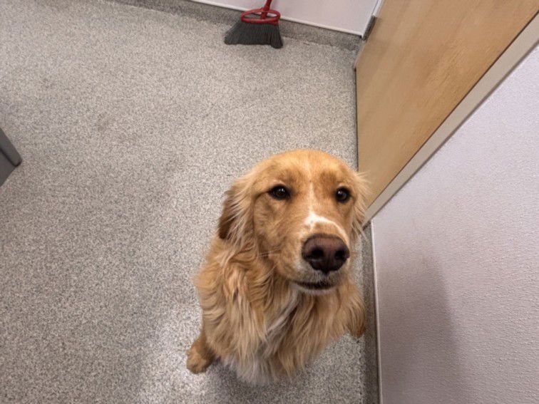 WALTER - Golden Retriever / Cocker Spaniel available for adoption