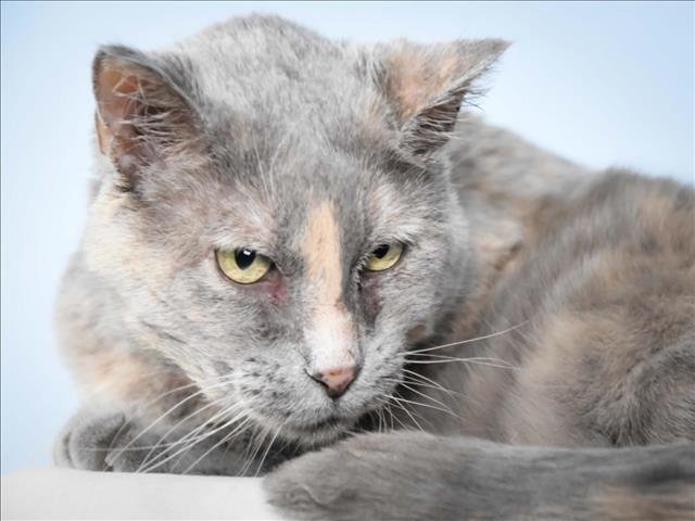 KITTY Image
