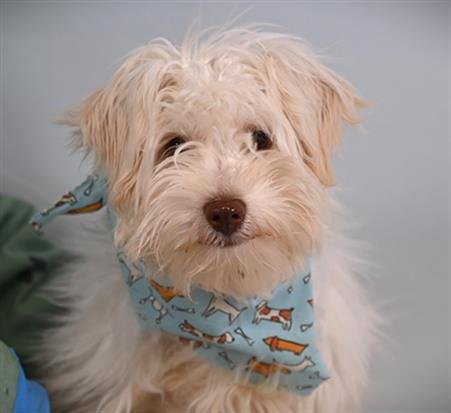 TANNER - Maltese available for adoption