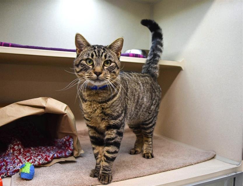 WILLEM - Domestic Short Hair available for adoption