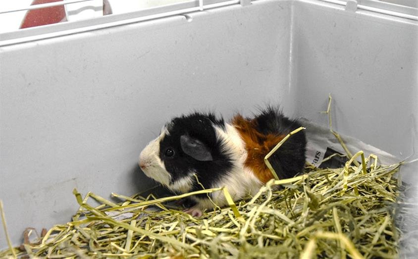 FLOOFY - Guinea Pig available for adoption
