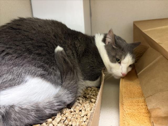 TAI - Domestic Short Hair available for adoption