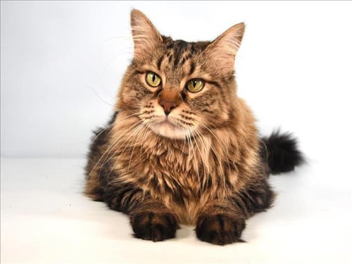 MILLIE - Domestic Medium Hair available for adoption