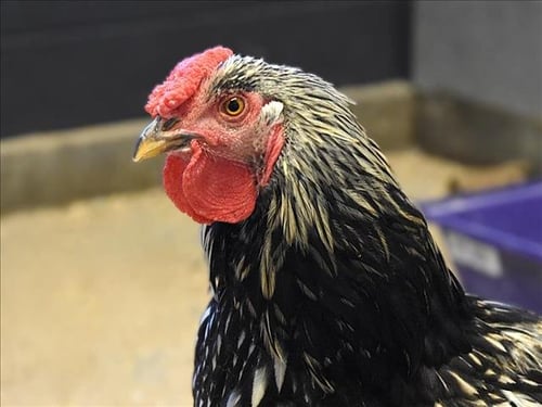 ICE CREAM - Chicken available for adoption