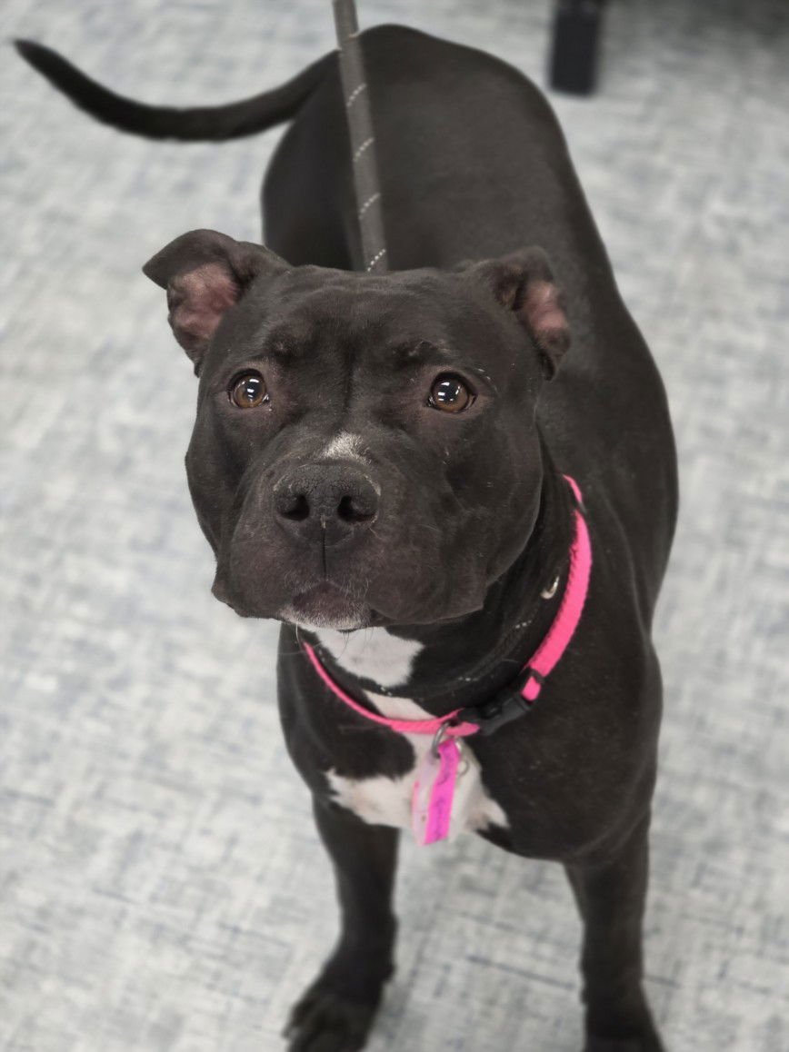 FREYA - Pit Bull Terrier available for adoption